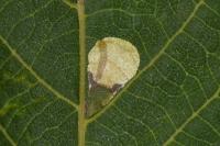 Coptodisca juglandiella