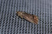 Cydia splendana