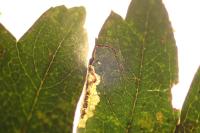 Stigmella hybnerella