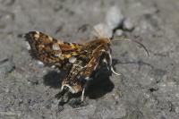 Thyris fenestrella