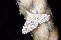 Alucita hexadactyla