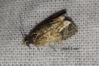 Celypha lacunana