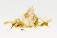 Celypha lacunana