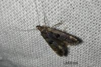 Dichomeris alacella