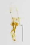 Dichomeris alacella