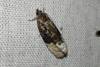 Apotomis betuletana