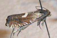 Grapholita lunulana