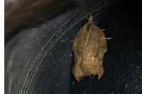 Acleris emargana