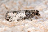 Notocelia incarnatana