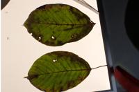 Coptodisca lucifluella