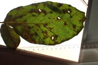 Coptodisca lucifluella