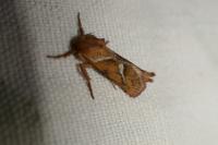 Triodia sylvina