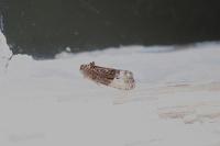 Hedya nubiferana