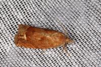 Eucosma rubescana/gradensis
