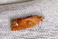 Eucosma rubescana/gradensis