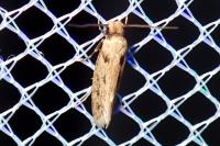 Anomalotinea liguriella