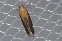 Stomopteryx basalis
