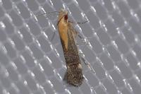 Stomopteryx basalis