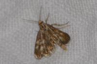 Brachodes funebris