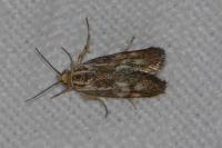 Brachodes funebris