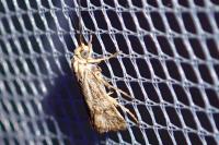 Brachodes funebris