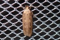 Platyedra subcinerea