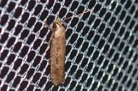 Platyedra subcinerea