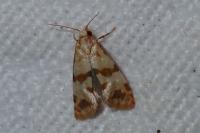 Phalonidia contractana