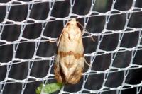 Phalonidia contractana