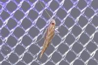 Pyroderces argyrogrammos
