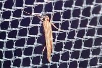Pyroderces argyrogrammos