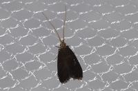 Lecithocera nigrana