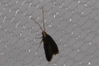 Lecithocera nigrana