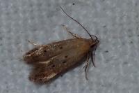 Stomopteryx