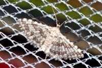 Alucita grammodactyla/palodactyla