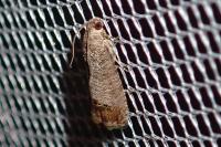 Cydia pomonella