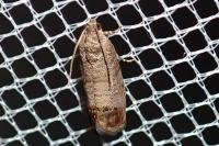 Cydia pomonella