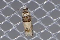 Epinotia thapsiana