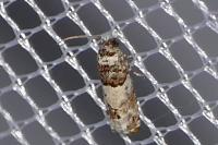 Epinotia thapsiana