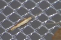 Plutella xylostella