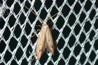 Epidola stigma