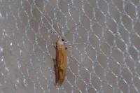 Epidola stigma
