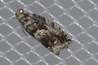 Cydia fagiglandana