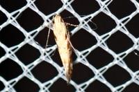 Aristotelia
