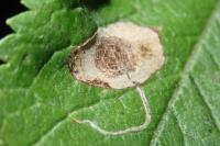 Stigmella plagicolella