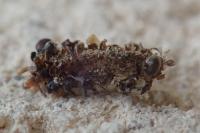 Diplodoma laichartingella