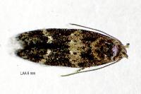 Mompha subbistrigella