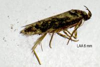 Carpatolechia fugacella