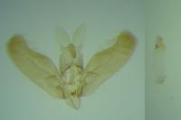 Elachista lugdunensis