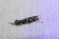 Eteobalea serratella